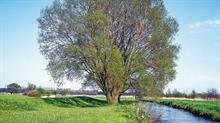 Salix alba - credit all images (except where captioned) Floramedia